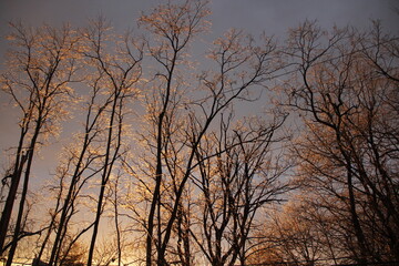 Obraz na płótnie Canvas Winter Sunrise