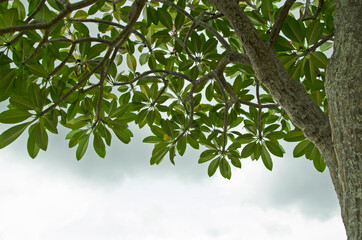 Branches and fresh green leaves of plumeria tree