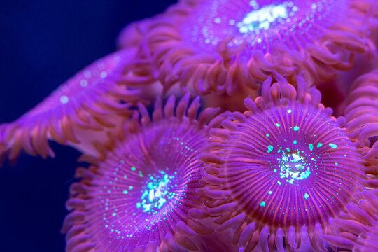 Macro shot on soft zoanthus polyps colony - Magician Palithoa