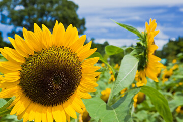 農業センターのひまわり	