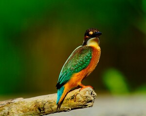 翡翠