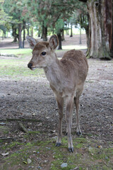Deer in Nara Park at Nara, Japan
