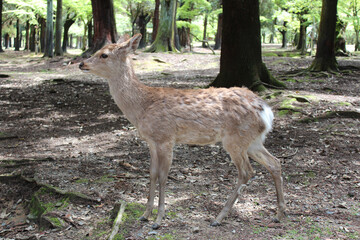 Naklejka na ściany i meble Deer in Nara Park at Nara, Japan