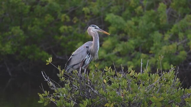 Great Blue heron in Florida marsh