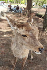 Naklejka na ściany i meble Deer in Nara Park at Nara, Japan