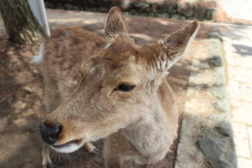 Deer in Nara Park at Nara, Japan