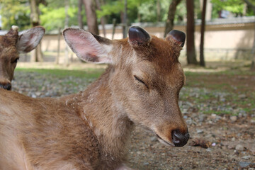 Naklejka na ściany i meble Napping deers in Nara Park at Nara, Japan