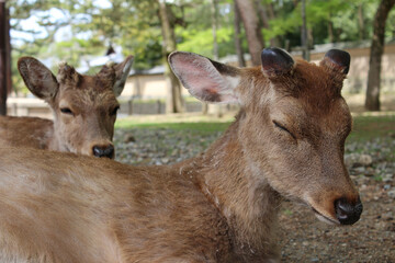 Napping deers in Nara Park at Nara, Japan