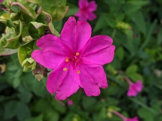 pink flowers in the garden