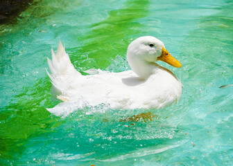 Un pato nadando en verano