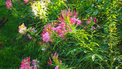 Pink Spider Flower Garden 16:9 Background
