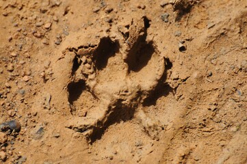 Obraz premium Trail in the woods in beautiful spring landscape. 