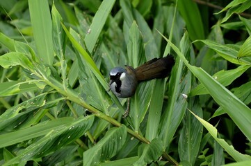 bird on the plant.