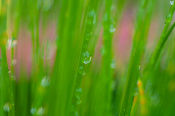 Fototapeta na wymiar Rain drops on a blade of grass