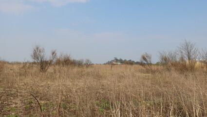 reeds in the wind