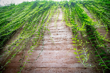 Romantic Tunnel Of Autumnal Hedges.