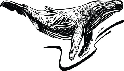 hand has drawn vector illustration of a whale