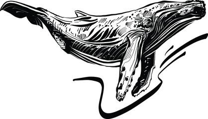 hand has drawn vector illustration of a whale © xamyak13