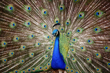 Obraz premium Show Your True Colors