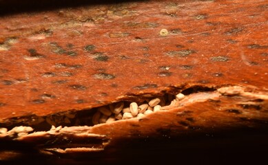 Termite droppings in cracks exposed wood.