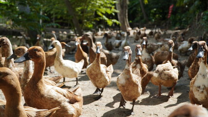 Obraz premium Ducks walk for food in natural groups. 