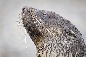 fur seals, Stromness, South Georgia, old whaling station