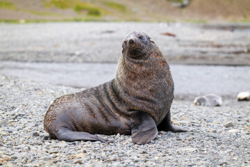 fur seal, Stromness, South Georgia, old whaling station