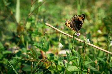 Beautiful Macro Image of Butterfly Pollinating Flower 