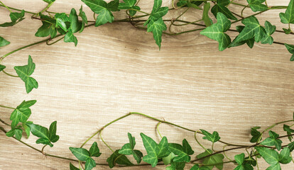 Plant and wood grain background material. Ivy frame material.  植物と木目の背景素材。アイビーのフレーム素材
