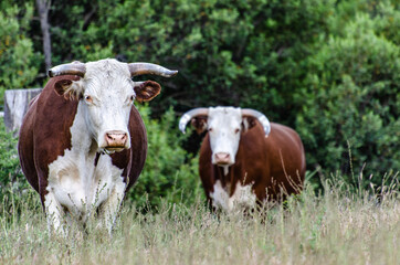 Parque Nacional Lanin
