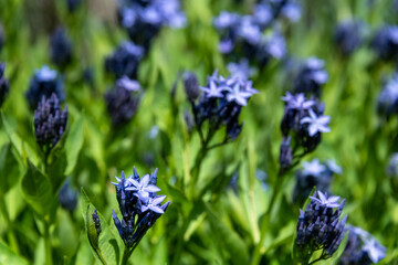 Closeup of blue star flowers blooming with among green foliage
