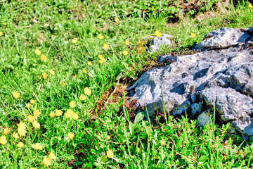 Fototapeta na wymiar Stone, grass and yellow flowers