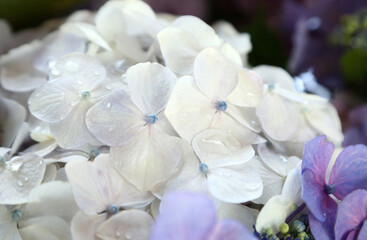 Fototapeta na wymiar 白い紫陽花の花