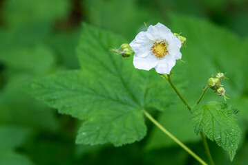 White flower of a thimbleberry plant growing in the woodland
