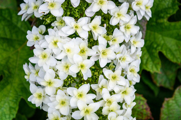 Large white cluster of tiny flower blooms on an Oakleaf Hydrangea growing in a garden
