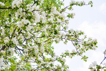 White flowers of apple tree against blue sky. Blossoming apple tree branch