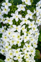 Large white cluster of tiny flower blooms on an Oakleaf Hydrangea growing in a garden
