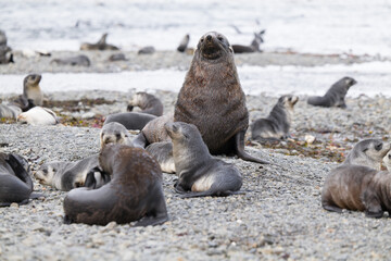 Fototapeta premium fur seals, Stromness, South Georgia, old whaling station