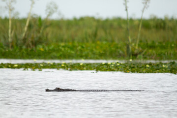 A Yacare Caiman floating and crossing the river in the IBERA wetlands, Argentina