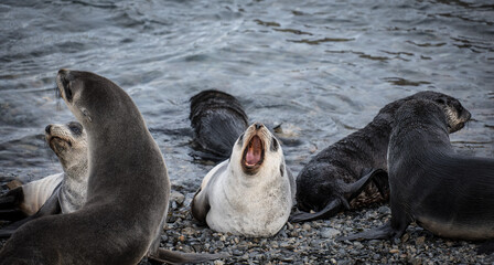 Fototapeta premium fur seals, Stromness, South Georgia, old whaling station