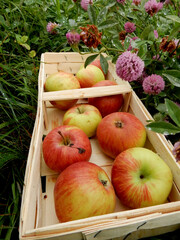 autumn harvest of apples in a basket and in the grass among the red clover