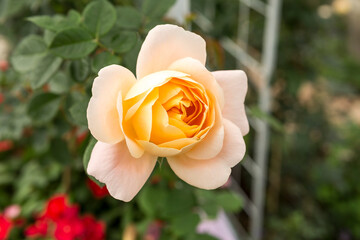 Orange rose flower, love and romance symbol, valentine gift, spring and summer season garden