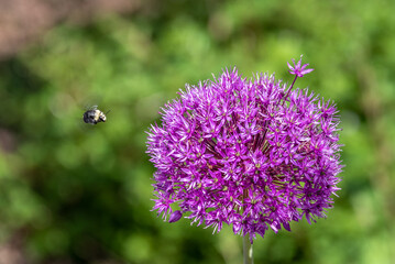 Bright purple ornamental onion flower being approached by a flying bumble bee

