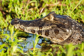 Close-up of the head of a Yacare caiman in the IBERA wetlands, Argentina