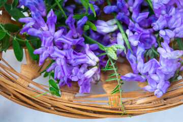 Vicia cracca or tufted vetch, bird or blue vetch and boreal vetch