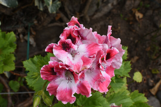 pink and white geraneo