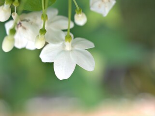 Closeup white petals of water jasmine flowers plants in garden with blurred background ,macro image ,soft focus ,sweet color for card design
