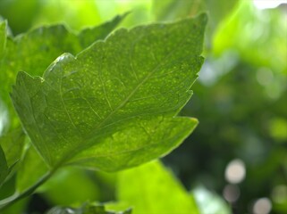 Closeup green leaf in garden with blurred background ,macro image 