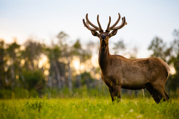 Elk in a field