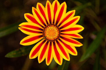 Flor solar